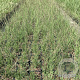 Molinia caerulea 'Edith Dudszus' GM 2,0L