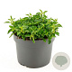 Origanum vulg. 'Compactum' GM 2,0L