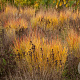 Panicum virgatum 'Rehbraun' GM 2,0L