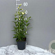 Penstemon 'White Bedder' GM 2,0L
