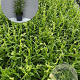 Penstemon 'White Bedder' GM 2,0L