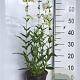 Penstemon 'White Bedder' GM 2,0L