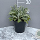 Stachys byzantina GM 2,0L