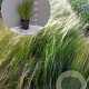 Stipa tenuissima 'Ponytails' GM 2,0L