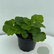 Tellima grandiflora GM 2,0L