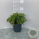 Tellima grandiflora GM 2,0L