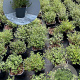 Thymus vulgaris GM 2,0L