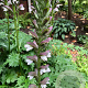 Acanthus 'Summer Beauty' GM P9