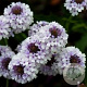 Verbena rigida 'Polaris' GM 2,0L
