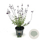Salvia 'Nachtvlinder' GM 2,0L
