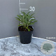 Salvia officinalis GM 2,0L