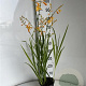 Crocosmia 'George Davidson' GM 2,0L