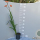 Crocosmia 'Lucifer' GM 2,0L
