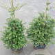 Abies koreana 100-125 cm 20L