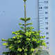 Abies nordmanniana 80-100 cm 20L