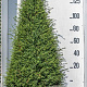 Juniperus comm. 'Hibernica' 175-200 cm cont. 90L