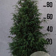 Juniperus comm. 'Suecica' 100-125 cm 20L