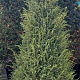 Juniperus comm. 'Suecica' 175-200 cm cont. 90L