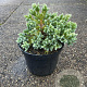 Juniperus squamata 'Blue Star' 25-30 cm 3,0L