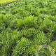 Pinus mugo mugo 15-20 cm 2,0L