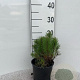 Pinus mugo mugo 15-20 cm 2,0L