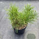 Pinus mugo mugo 15-20 cm 2,0L