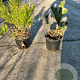 Pinus mugo mugo 15-20 cm 2,0L