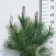 Pinus nigra nigra 60-80 cm 10L