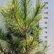 Pinus nigra nigra 125-150 cm 35L