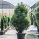Pinus nigra 'Pyramidalis' 175-200 cm cont. 90L