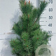 Pinus sylvestris 60-80 cm 10L