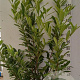 Prunus l. 'Caucasica' 125-150 cm 20L