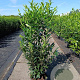 Prunus l. Elly 125-150 cm 20L