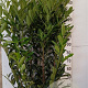 Prunus l. Elly 150-175 cm 20L