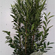 Prunus l. Elly 175-200 cm 20L