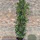 Prunus l. Elly 175-200 cm 20L