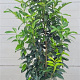 Prunus l. Genolia 125-150 cm 20L