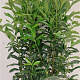 Prunus l. Genolia 150-175 cm 20L