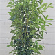 Prunus l. Genolia 150-175 cm 20L