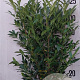 Prunus l. 'Herbergii' 125-150 cm 20L