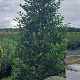 Prunus lusitanica 'Angustifolia' 200-225 cm cont. 90L