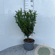 Taxus baccata 40-60 cm 5,0L