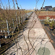 Carpinus betulus 175-200 cm 5,0L