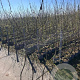 Carpinus betulus 175-200 cm 5,0L