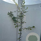 Carpinus betulus 175-200 cm 5,0L