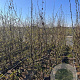 Carpinus betulus 175-200 cm 5,0L