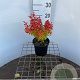 Berberis thunb. 'Orange Ice' 25-30 cm 2,5L
