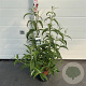 Buddleja d. 'White Profusion' 60-80 cm 10L