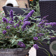 Buddleja Free Petite Lavender Flow 20-25 cm 2,0L