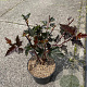 Physocarpus opulif. 'Red Baron' 60-80 cm 3,0L vertakt